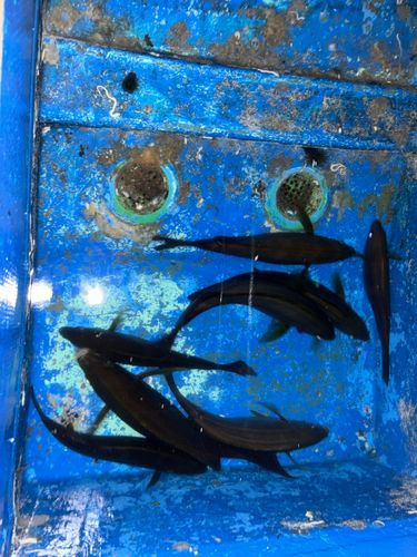 イサキの釣果