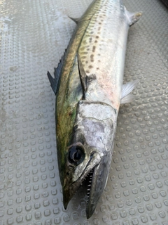サゴシの釣果