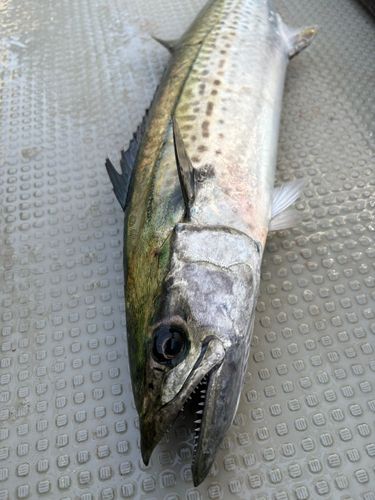 サゴシの釣果