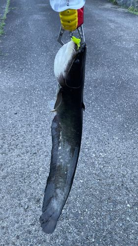 ナマズの釣果