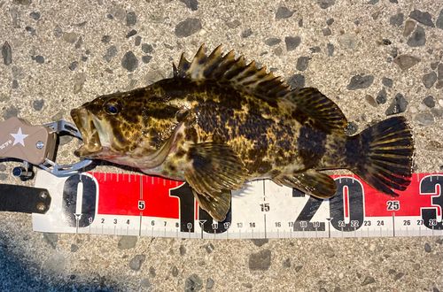 タケノコメバルの釣果