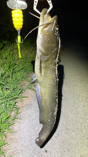 ナマズの釣果