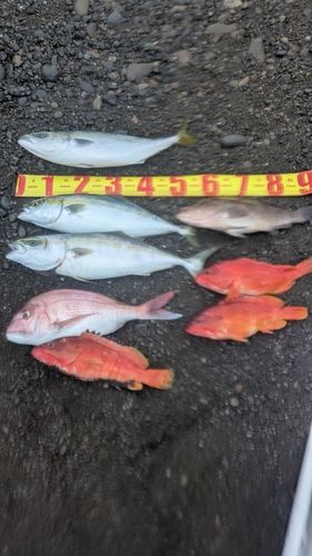 ハマチの釣果