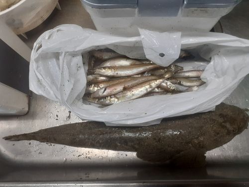 キスの釣果