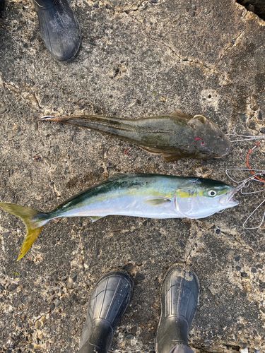 ワラサの釣果