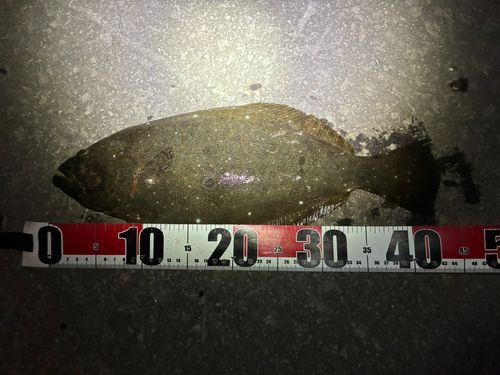 ヒラメの釣果