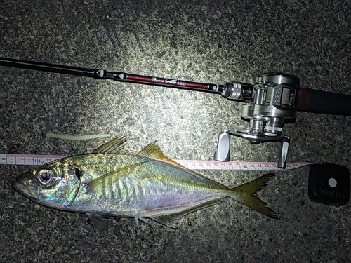マアジの釣果