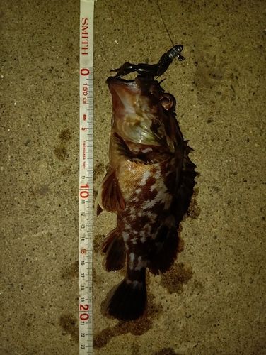 カサゴの釣果