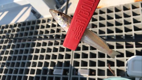 シロギスの釣果