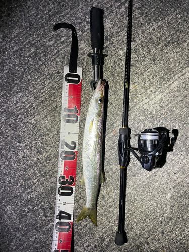 アカカマスの釣果