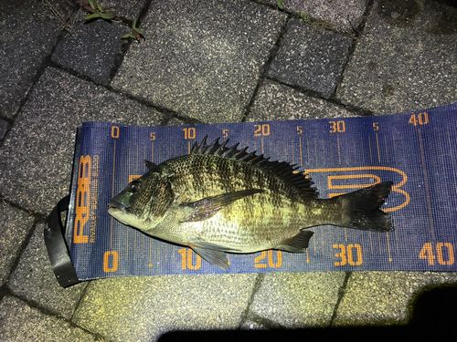 チヌの釣果