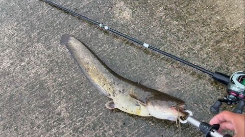 ナマズの釣果