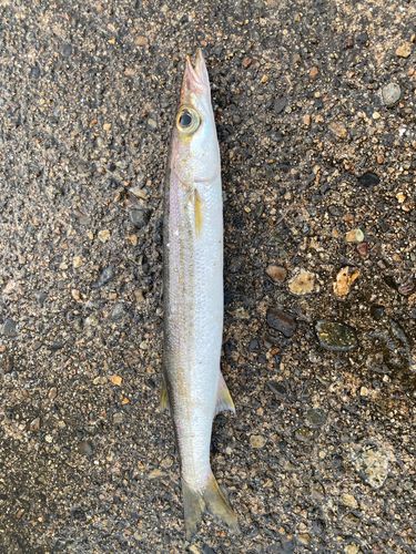 カマスの釣果