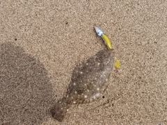 ヒラメの釣果