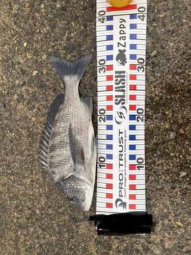 チヌの釣果