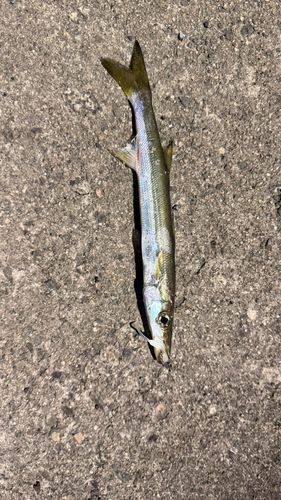 釣果