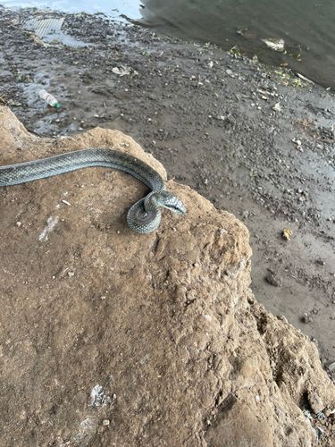 マハゼの釣果