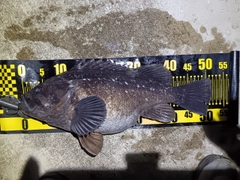 クロソイの釣果