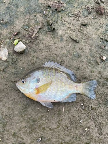 ブルーギルの釣果