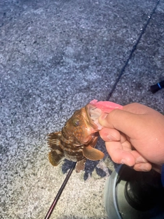 キジハタの釣果