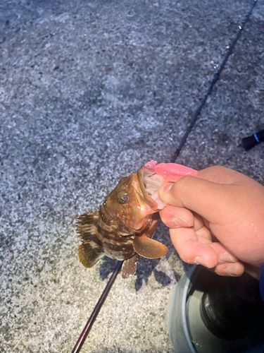 キジハタの釣果
