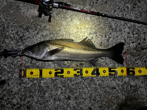 シーバスの釣果