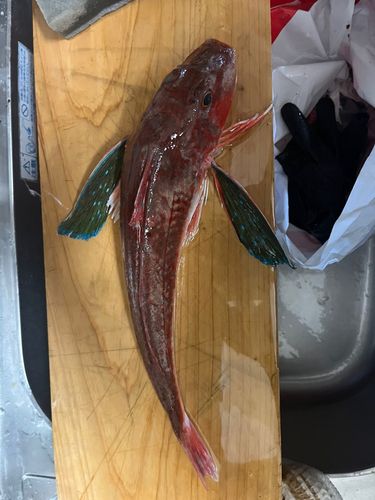 ホウボウの釣果