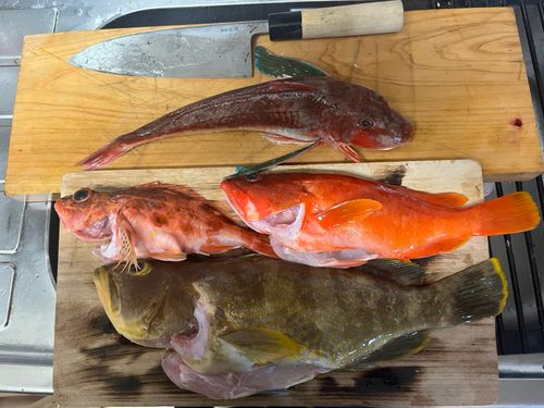 アカハタの釣果