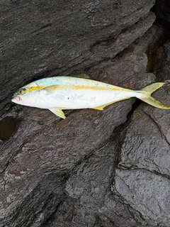 ヒラマサの釣果