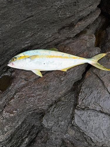 ヒラマサの釣果