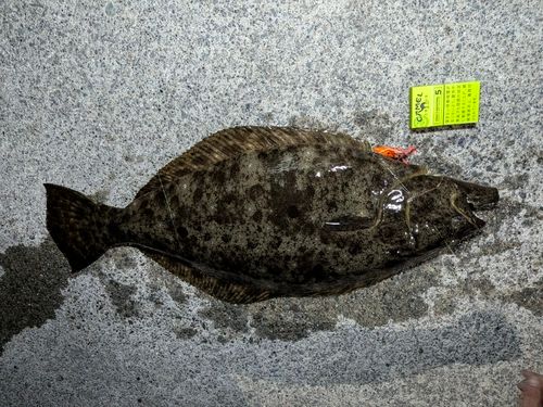 ヒラメの釣果