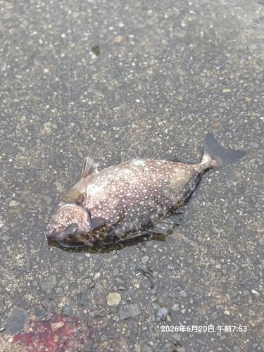 アイゴの釣果
