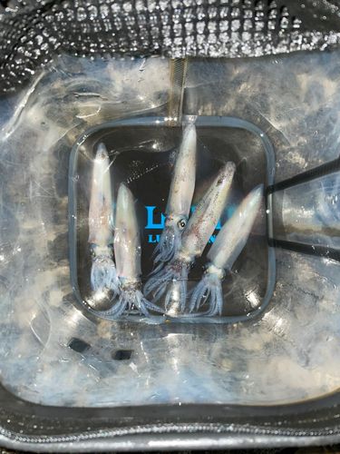 マメイカの釣果