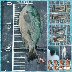 メジナの釣果