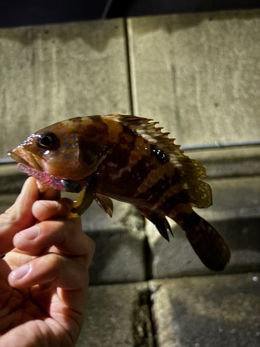 アコウの釣果