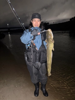 マナマズの釣果