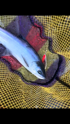 サクラマスの釣果