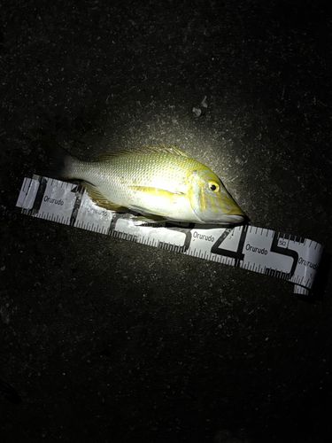 タマンの釣果