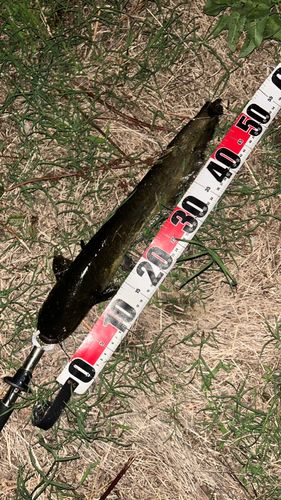 ナマズの釣果