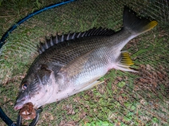 キビレの釣果