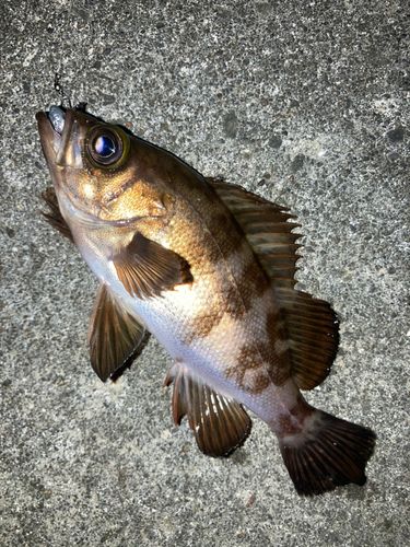 シロメバルの釣果