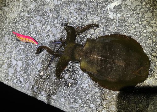 アオリイカの釣果