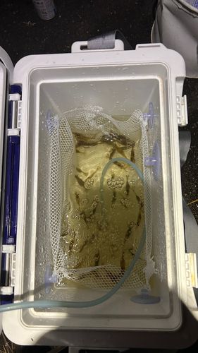 エビの釣果