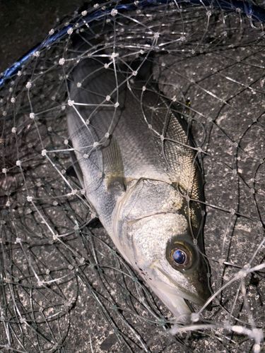 ヒラスズキの釣果