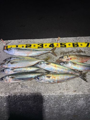 サバの釣果