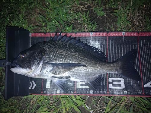 クロダイの釣果