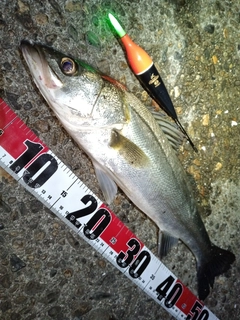 フッコ（マルスズキ）の釣果