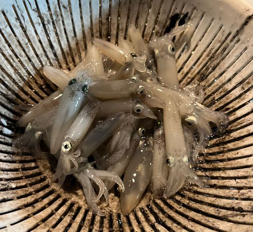 ヒイカの釣果