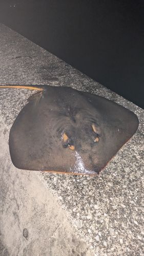 アカエイの釣果