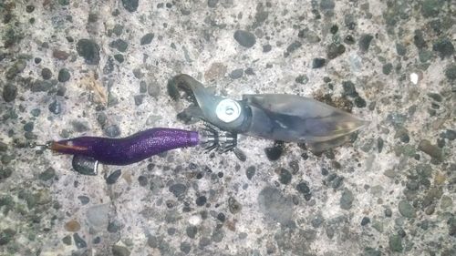 ケンサキイカの釣果